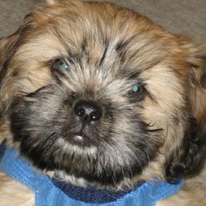 Meet your Posher, Dawn